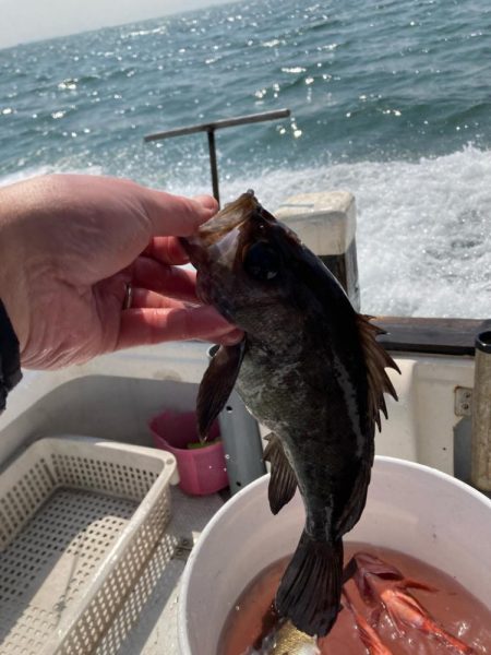 メバル＆ガシラ便