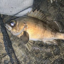 メバリング好調!