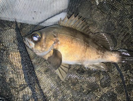 メバリング好調!