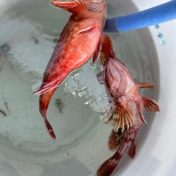 タイラバでデカアコウ