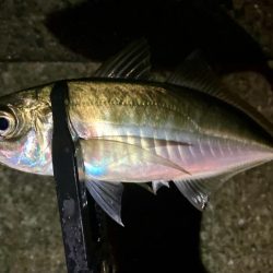 再チャレンジ中アジ探し