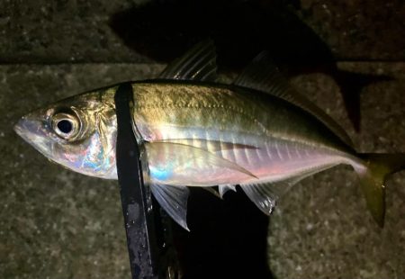 再チャレンジ中アジ探し