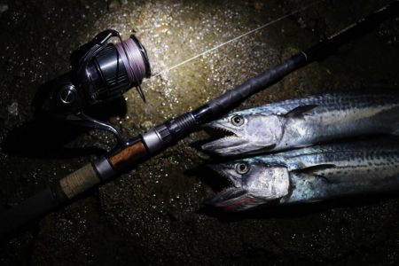 サゴシ爆釣！！