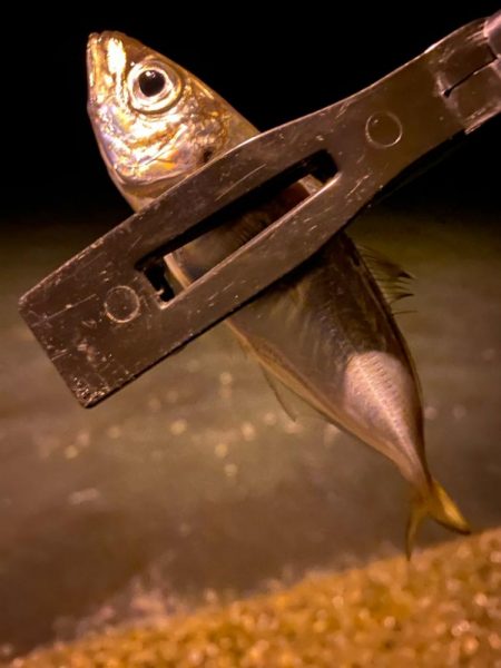 激渋アジング？