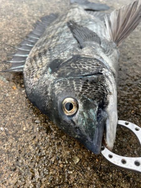 雨の降る中おチヌさん