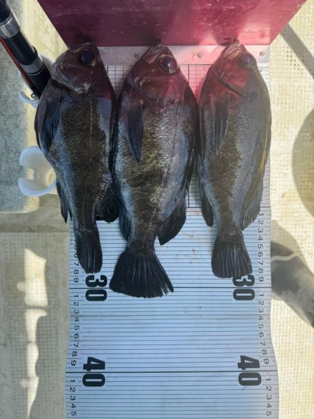 たかみ丸　鯛メバル釣り