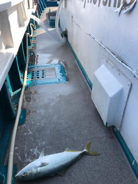 ハマチキャスティング