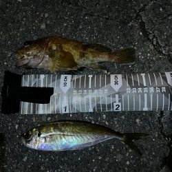 久しぶりのアジング