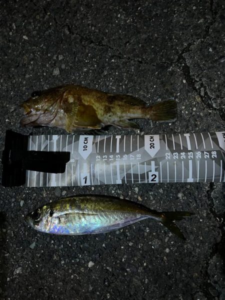 久しぶりのアジング