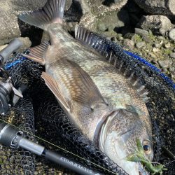 今日も今日とてチニング