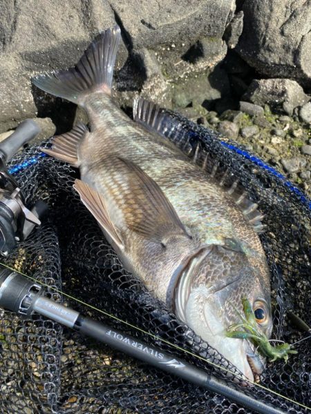 今日も今日とてチニング