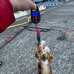 今年初エギング 三重遠征