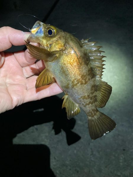 明石でメバリング