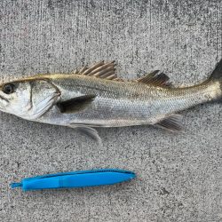 久しぶりのセイゴ！チヌも好調です