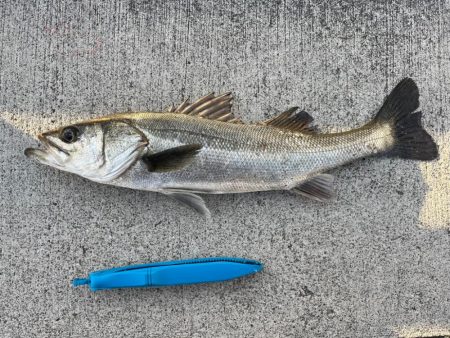 久しぶりのセイゴ！チヌも好調です
