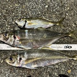 春の尺アジング