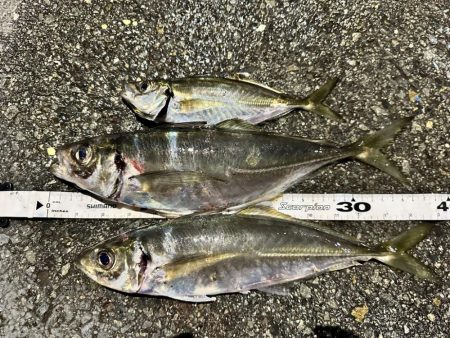 春の尺アジング