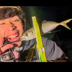 舞洲アジング好調↑