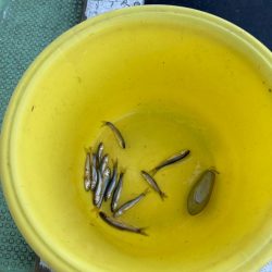 のんびりメバル&ガシラ便わ