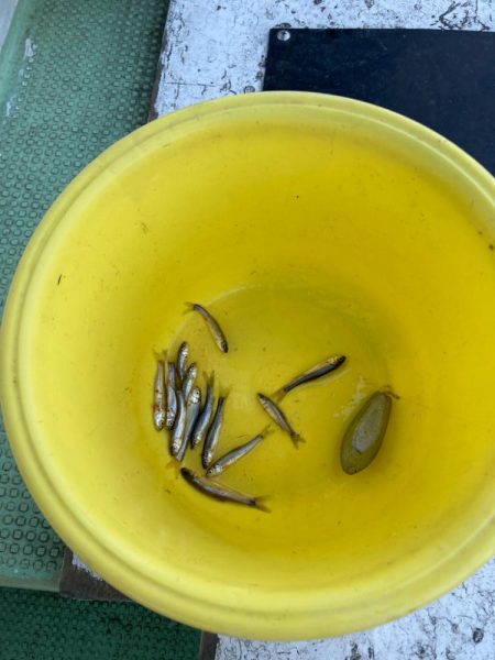 のんびりメバル&ガシラ便わ