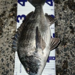 ノッコミチヌ!!