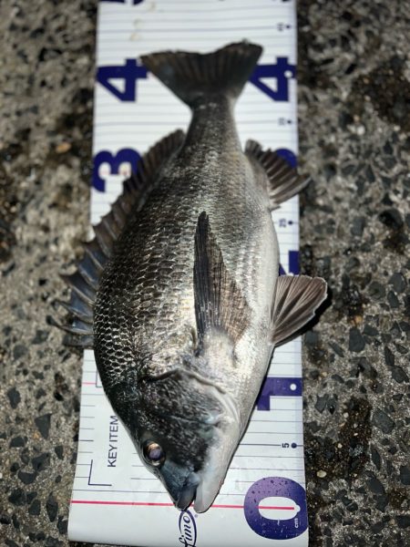 ノッコミチヌ!!