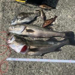 浮が沈むのが見たくて！