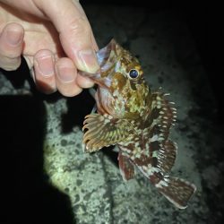 フロートゲーム