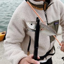 カマスにアジ爆釣‼︎良型サバも