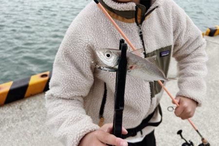 カマスにアジ爆釣‼︎良型サバも