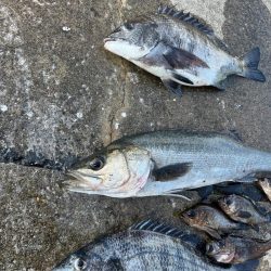 チヌのノッコミ始まりました!