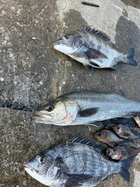 チヌのノッコミ始まりました!