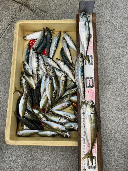 投げサビキしてきました！