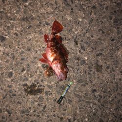 ヤはリ厳しぃ〜