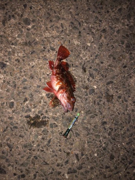 ヤはリ厳しぃ〜