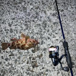 アジまったくいーひん