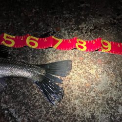 あと数cm及ばずも、連続の大物ゲッツ★