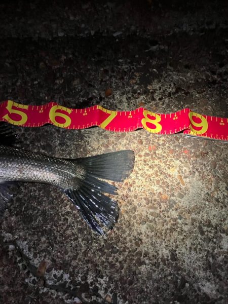 あと数cm及ばずも、連続の大物ゲッツ★