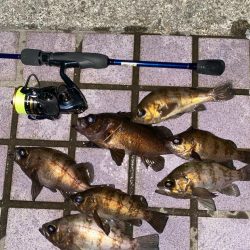 メバルプラッキング