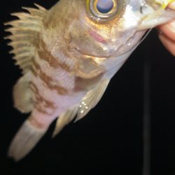 しごおわメバリング