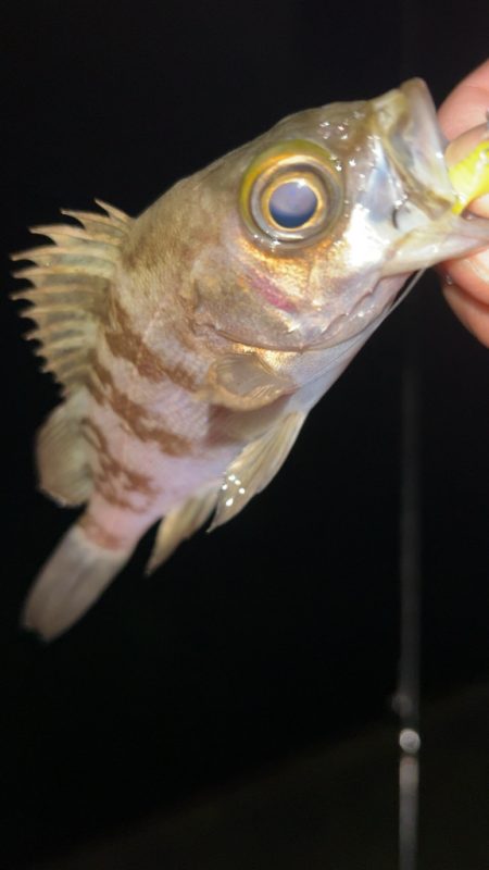 しごおわメバリング