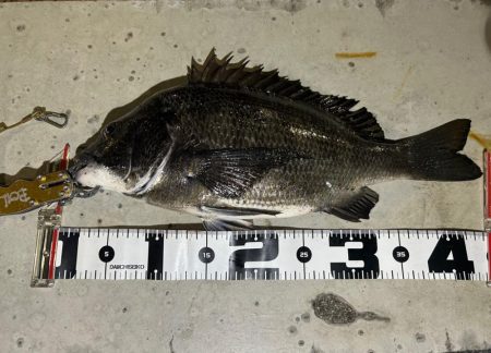 ガシラ狙いでチヌ