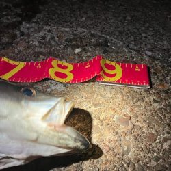 乗ってる春シーバス★ランカーget！