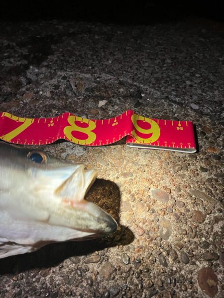 乗ってる春シーバス★ランカーget！