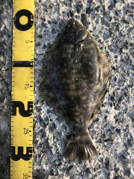 朝もカレイ　夕方もカレイ