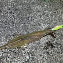 数は少ないけどオスメインで釣った感抜群！