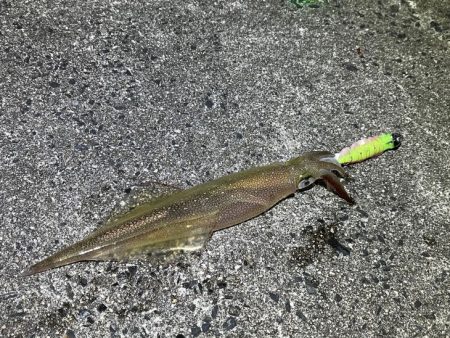 数は少ないけどオスメインで釣った感抜群！