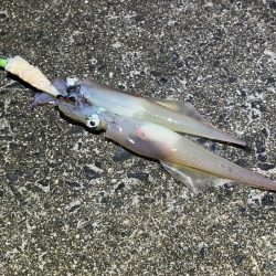 ヤリイカの新規ポイント開拓！渋いなりにボチボチ釣れた！！