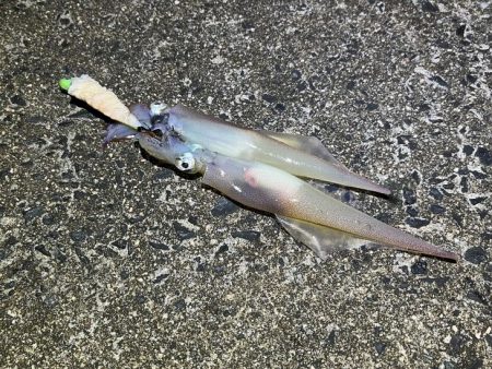 ヤリイカの新規ポイント開拓！渋いなりにボチボチ釣れた！！