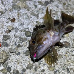 激渋メバリング